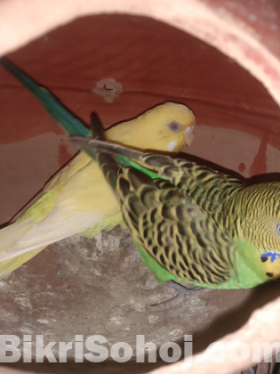 Budgie pair